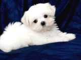 Kore kan mükemmel güzellikte maltese terrier