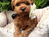 Toy Poodle Sevi̇mli̇ Yavrular Ev Üreti̇mi̇