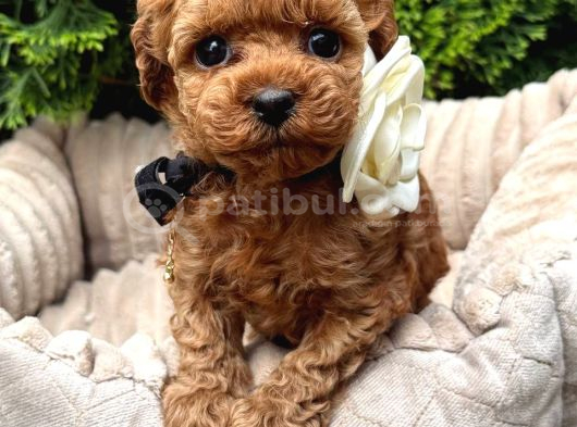 Toy Poodle Sevi̇mli̇ Yavrular Ev Üreti̇mi̇ görsel