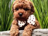Toy Poodle Sevi̇mli̇ Yavrular Ev Üreti̇mi̇