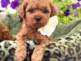 Toy Poodle Sevi̇mli̇ Yavrular Ev Üreti̇mi̇