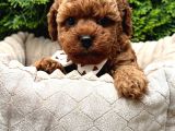 TOY POODLE SEVİMLİ YAVRULAR EV ÜRETİMİ