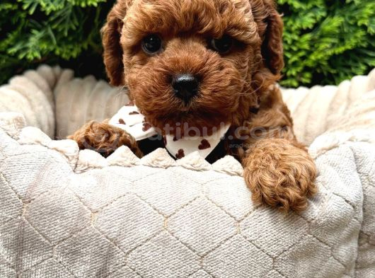 Toy Poodle Sevi̇mli̇ Yavrular Ev Üreti̇mi̇