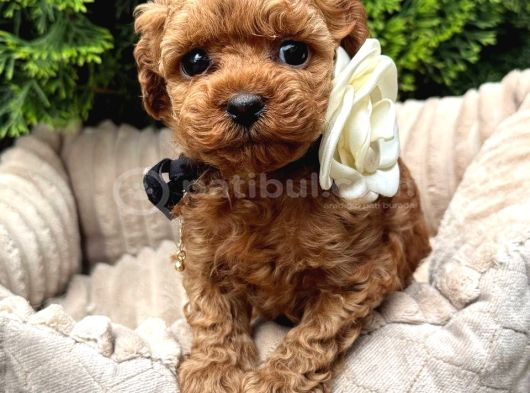 Toy Poodle Sevi̇mli̇ Yavrular Ev Üreti̇mi̇ görsel