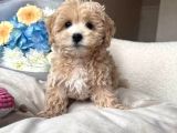 MALTİPOO CİNSİ YAVRULAR EV ÜRETİMİ