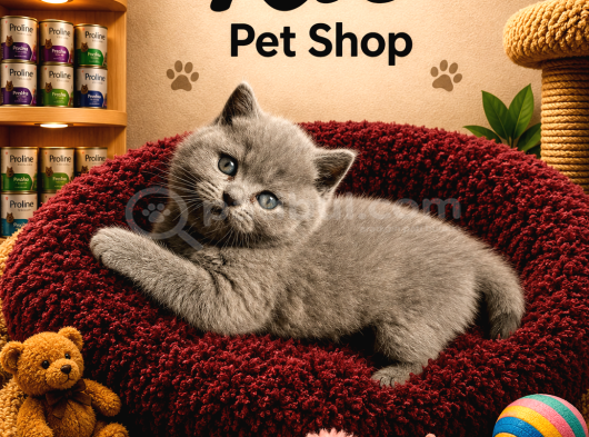 Mükemmel Güzellikte Top Kafa British Shorthair Yavrularımız görsel