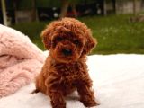 TOY POODLE SEVİMLİ YAVRULAR EV ÜRETİMİ