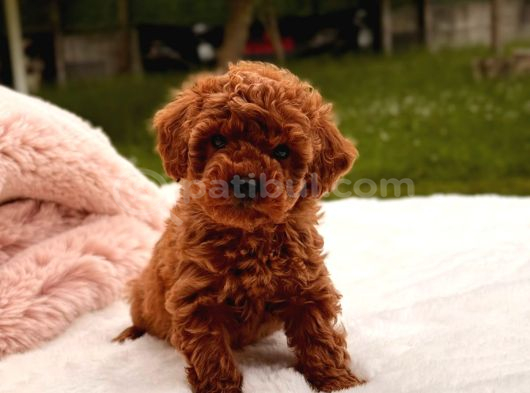 Toy Poodle Sevi̇mli̇ Yavrular Ev Üreti̇mi̇