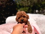 Toy Poodle Sevi̇mli̇ Yavrular Ev Üreti̇mi̇