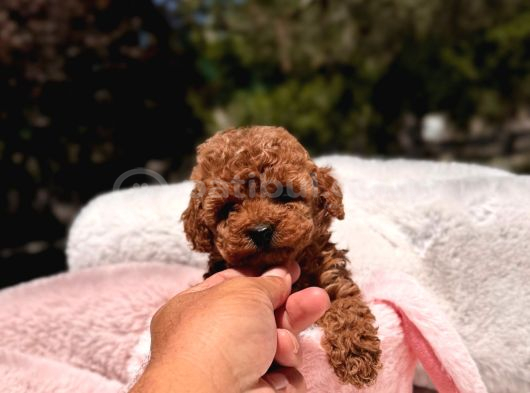 Toy Poodle Sevi̇mli̇ Yavrular Ev Üreti̇mi̇ görsel