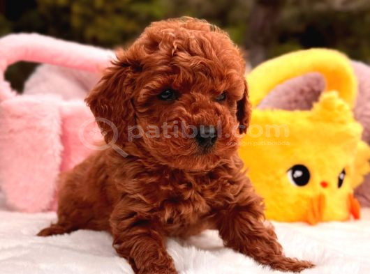 Toy Poodle Sevi̇mli̇ Yavrular Ev Üreti̇mi̇ görsel