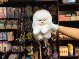 Pomerri̇an Boo Sevi̇mli̇ Yavrular