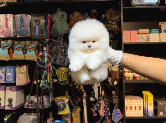 Pomerri̇an Boo Sevi̇mli̇ Yavrular görsel