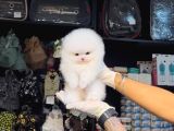 Pomerri̇an Boo Sevi̇mli̇ Yavrular
