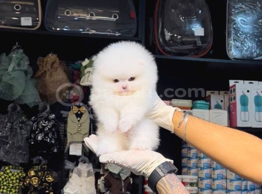 Pomerri̇an Boo Sevi̇mli̇ Yavrular görsel
