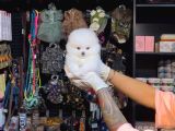 Pomerri̇an Boo Sevi̇mli̇ Yavrular