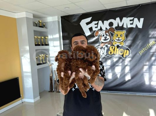 Shoooowwww Kalite Toy Poodle Yavrular Ankara Mağazamızda görsel
