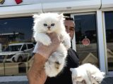 Shoooowwww Kalite Brıtısh Longhaır Yavrular Ankara Mağazamız