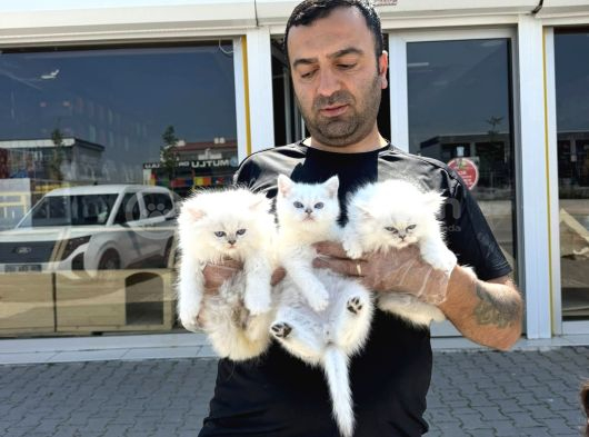 Shoooowwww Kalite Brıtısh Longhaır Yavrular Ankara Mağazamız görsel