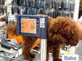 Shoooowwww Kalite Toy Poodle Yavrular Ankara Mağazamızda