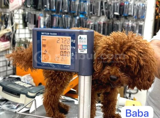 Shoooowwww Kalite Toy Poodle Yavrular Ankara Mağazamızda görsel