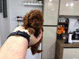 Shoooowwww Kalite Toy Poodle Yavrular Ankara Mağazamızda