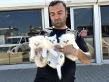 shoooowwww kalite brıtısh longhaır yavrular ankara mağazamız