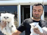 Shoooowwww Kalite Brıtısh Longhaır Yavrular Ankara Mağazamız