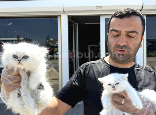 Shoooowwww Kalite Brıtısh Longhaır Yavrular Ankara Mağazamız görsel