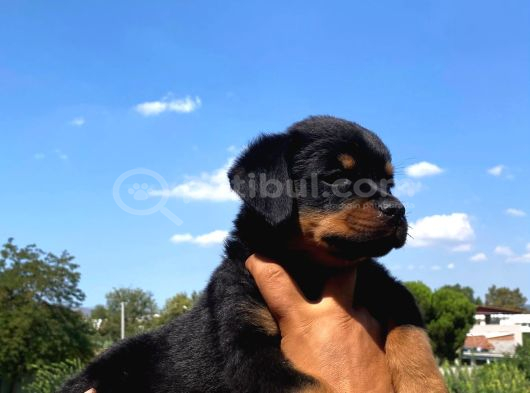 Burkemden A Kan Rottweiler görsel