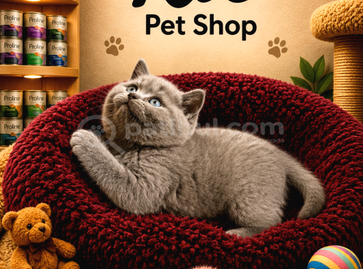 Mükemmel Güzellikte Top Kafa British Shorthair Yavrularımız görsel