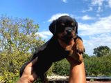 Burkemden a kan rottweiler