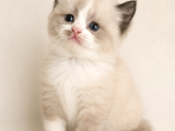 A kalite British shorthair scotish fold