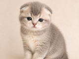 A Kalite British Shorthair Scotish Fold