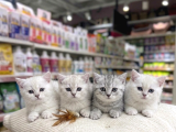 Vonalp Pet Garantisiyle Efsane Güzelli̇kte Bri̇ti̇sh Shorthai̇r