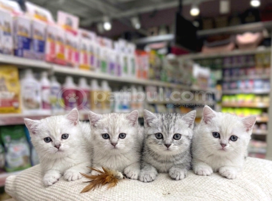 Vonalp Pet Garantisiyle Efsane Güzelli̇kte Bri̇ti̇sh Shorthai̇r görsel
