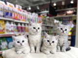 VONALP PET GARANTISIYLE EFSANE GÜZELLİKTE BRİTİSH SHORTHAİR