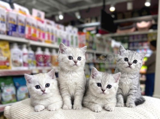 Vonalp Pet Garantisiyle Efsane Güzelli̇kte Bri̇ti̇sh Shorthai̇r