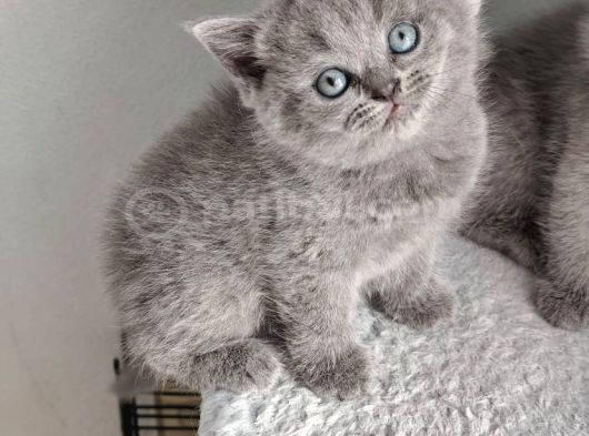 A Kalite British Shorthair Scotish Fold görsel