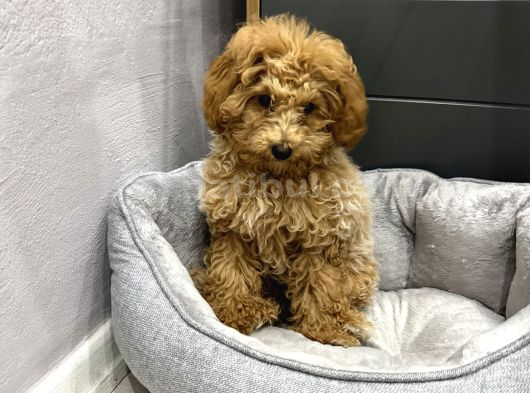 3 Aylık Red Toy Poddle görsel