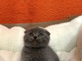 A Kalite British Shorthair Scotish Fold
