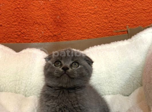 A Kalite British Shorthair Scotish Fold görsel