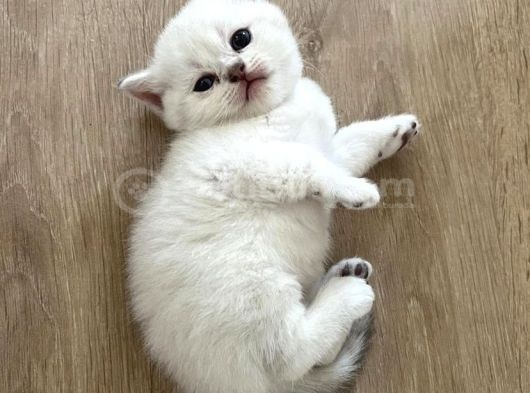 A Kalite British Shorthair Scotish Fold görsel