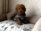 Red Brown Toy Poodle Irk Garantili Yavrular