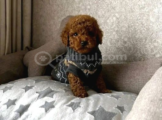 Red Brown Toy Poodle Irk Garantili Yavrular görsel
