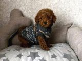 Red Brown toy poodle ırk garantili yavrular