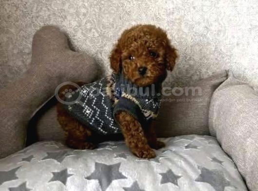 Red Brown Toy Poodle Irk Garantili Yavrular