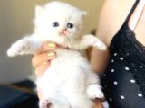 British Longhair Peluş Bebekler