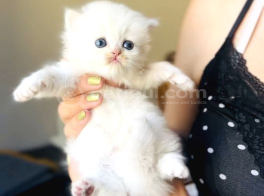 British Longhair Peluş Bebekler görsel