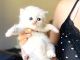 British Longhair Peluş Bebekler